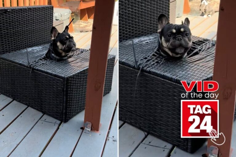 Dog transforms into a comedic jack-in-the-box in a funny mishap!