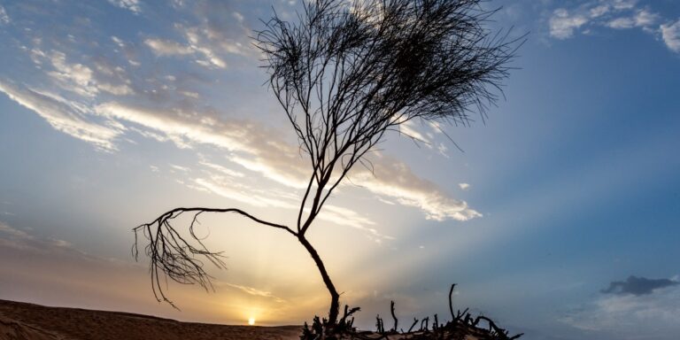 Climate Change and CEO Shenanigans: Watching Business Leaders Sweat It Out!