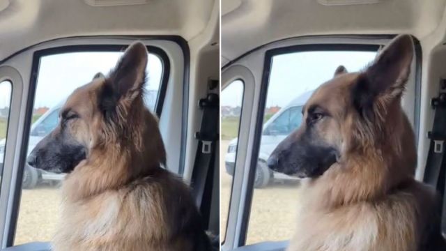 The amusing snores of the German Shepherd take center stage in this video.