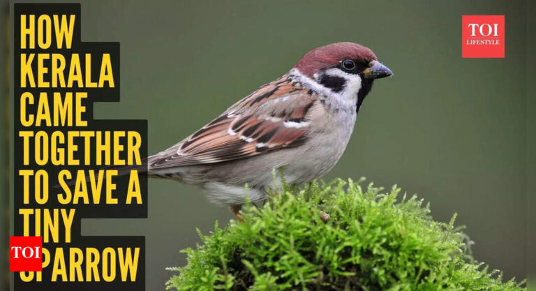 From Community Members to Judges: Kerala’s Unified Effort to Save a Small Sparrow’s Life