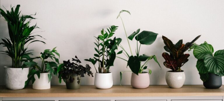 Ten Houseplants That Enhance Your Well-Being by Mary Hunt
