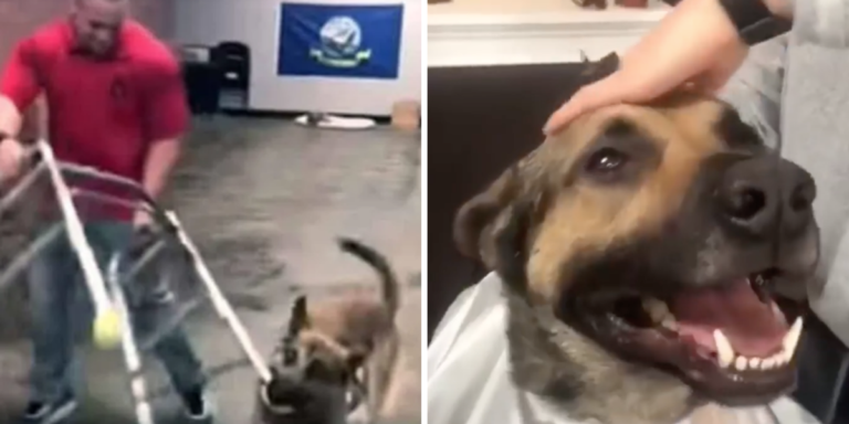 Service dog hilariously flunks every test at training school, winning hearts in the process
