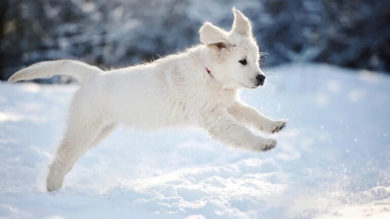 Golden Retriever Puppy’s Adorable Snow Face Plant Is Utterly Charming