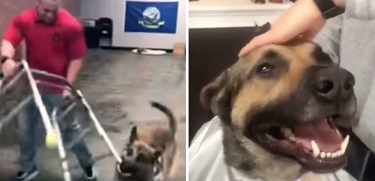 Service dog hilariously flunks every training test, winning everyone’s hearts in the process